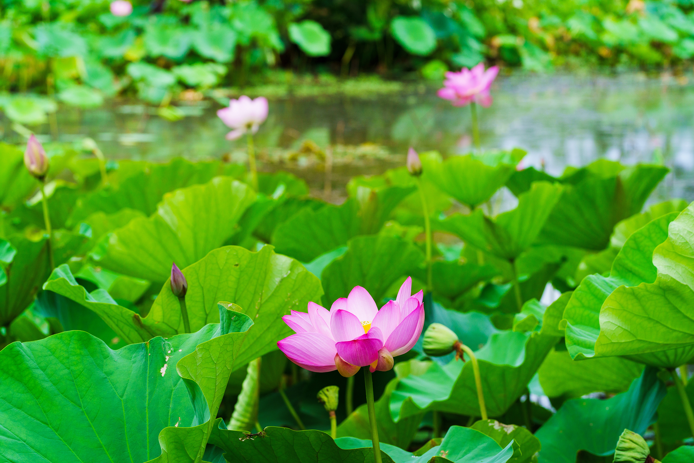 Pink Lotus Flower